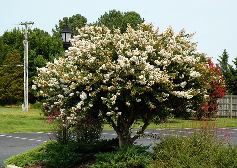 Acoma Crape Myrtle Care: What is Acoma Crape Myrtle and How to Grow an ...