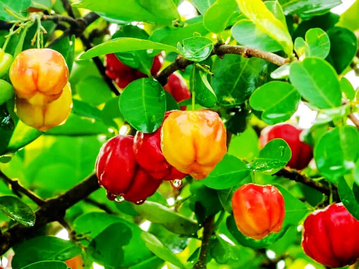 Barbados Cherry How to Grow Barbados Cherries