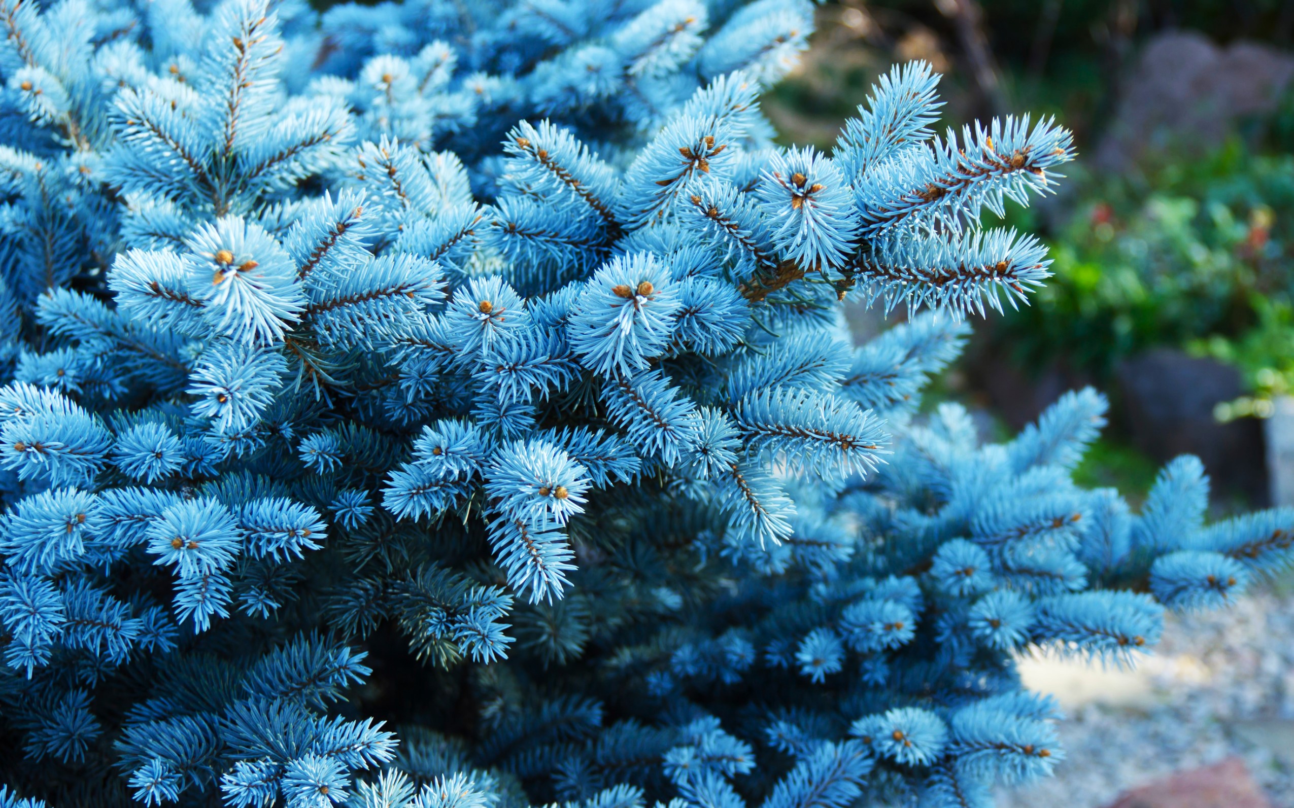 Blue Wonder Spruce Tips for Growing Blue Wonder Spruce Trees