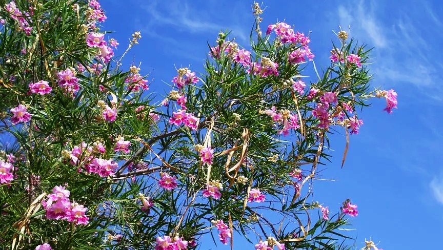 Desert Willow Tree Facts How to Care for a Desert Willow Tree