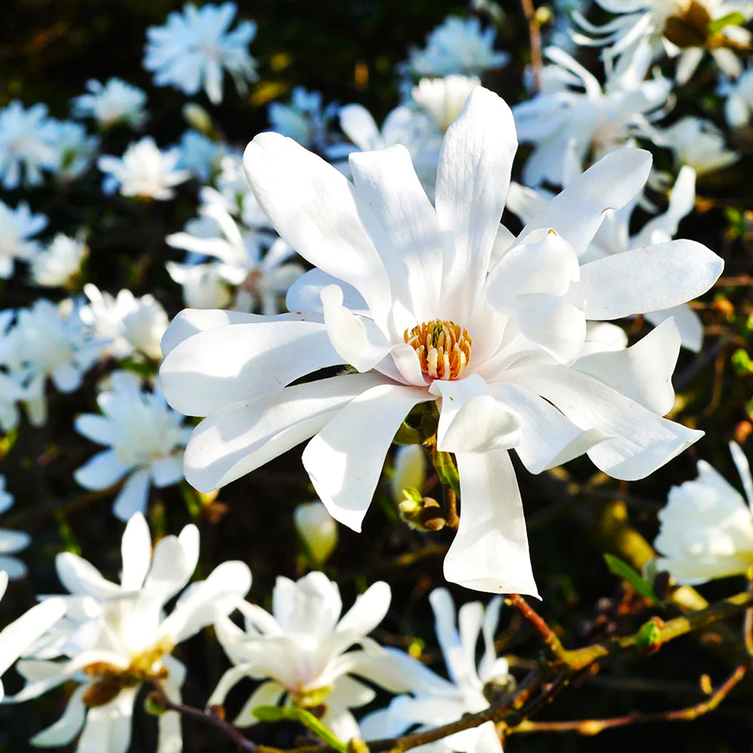 Enjoying Star Magnolia Flowers How to Care for a Star Magnolia Tree