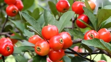 Guide to Mayhaw Tree Varieties