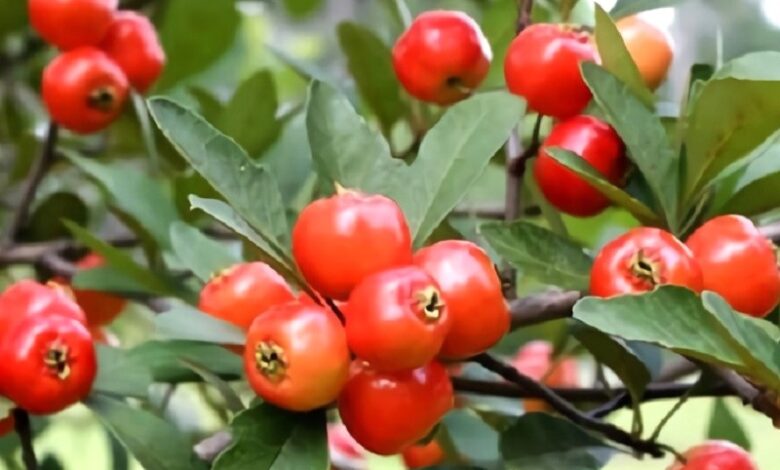 Guide to Mayhaw Tree Varieties