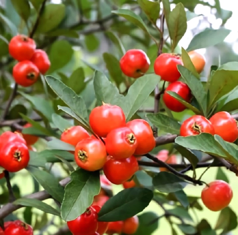 Guide to Mayhaw Tree Varieties