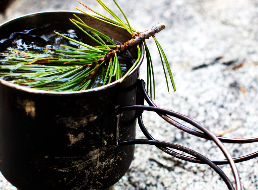 Harvesting Pine Needles Why You Should Harvest Pine Needles and How to Harvest Pine Needles