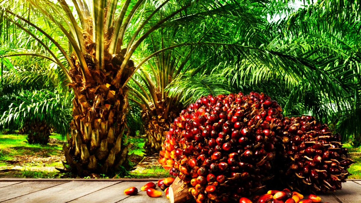 How Palm Tree Seed Germination Happens What a Palm Tree Seed Looks Like