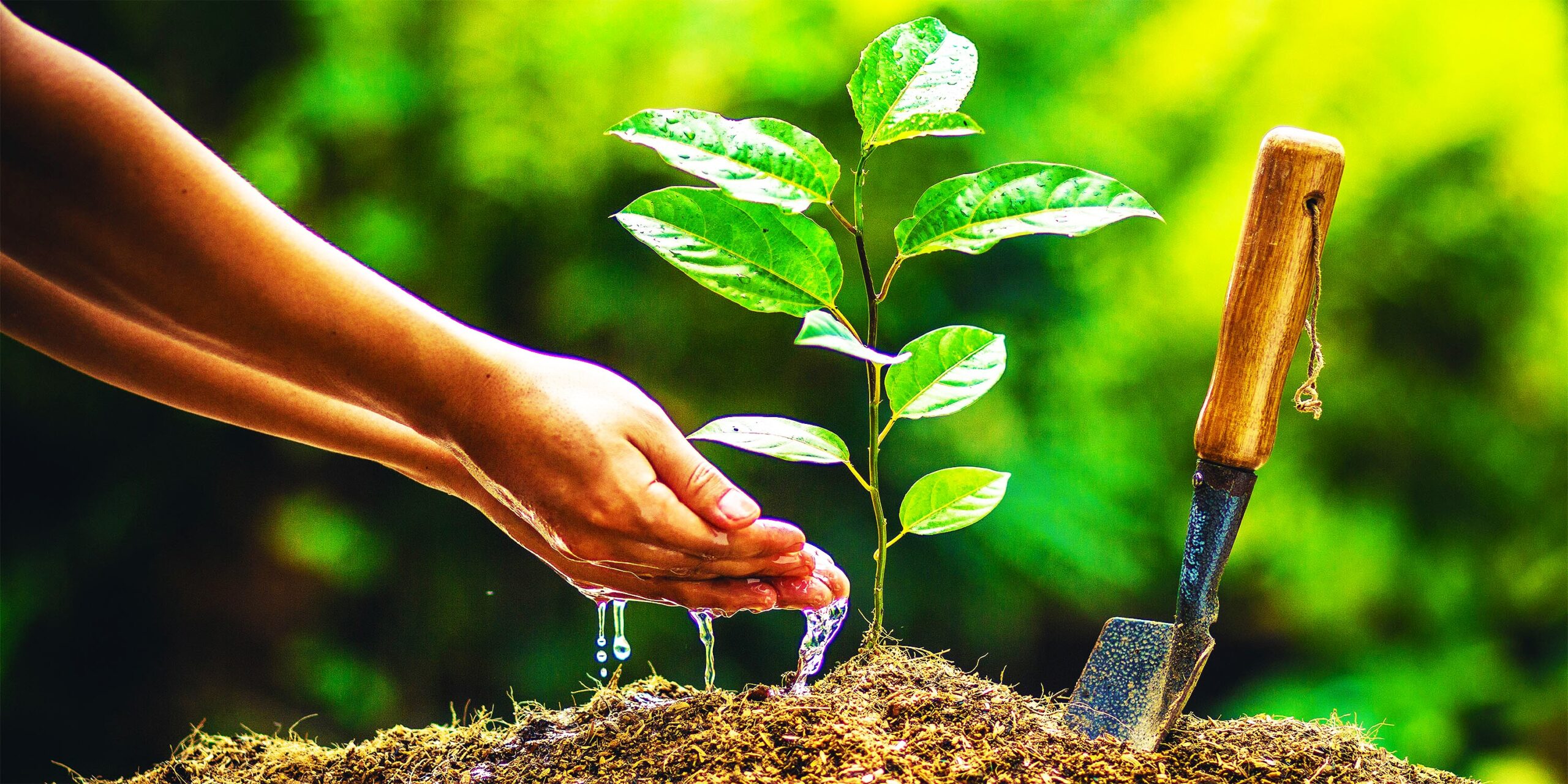 How to Plant a Tree When to Plant a Tree and What to Consider for Planting a Tree