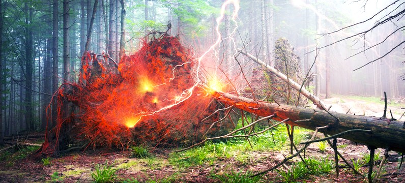 How to Repair Trees Struck by Lightning