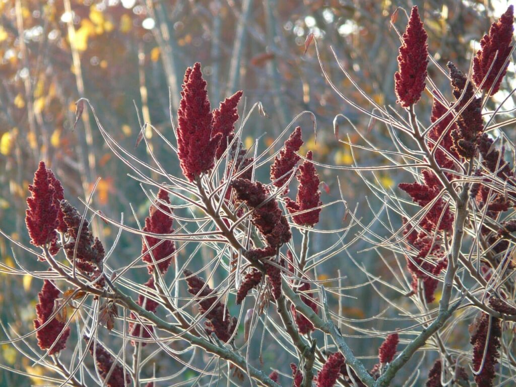 How to Use and Harvest Staghorn Sumac