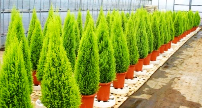 Lemon Cypress Complete Plant Care Guide