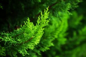 Leyland Cypress Tree: Information About Leyland Cypress Trees