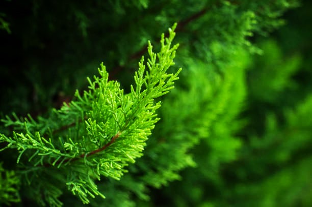 Leyland Cypress Tree Information About Leyland Cypress Trees