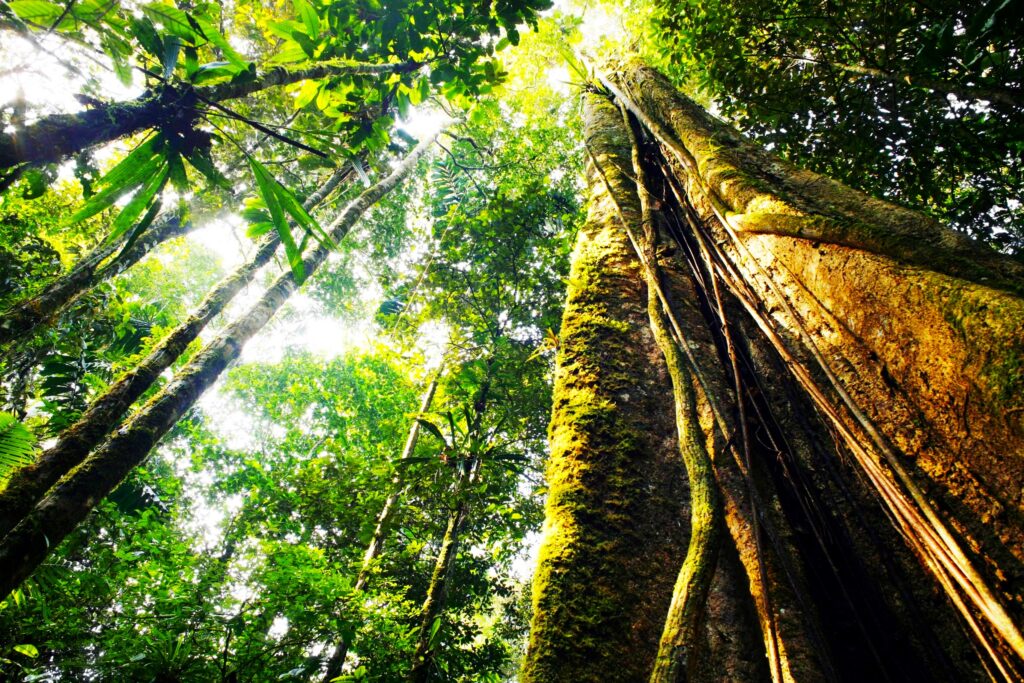 Inosculation and Trees Growing Together: Do tree roots fuse together ...