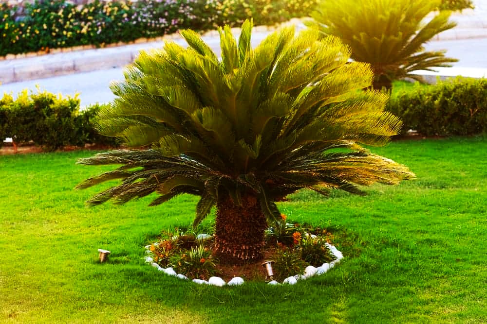 Make Sago Palms Bloom How to Care for a Flowering Sago Palm