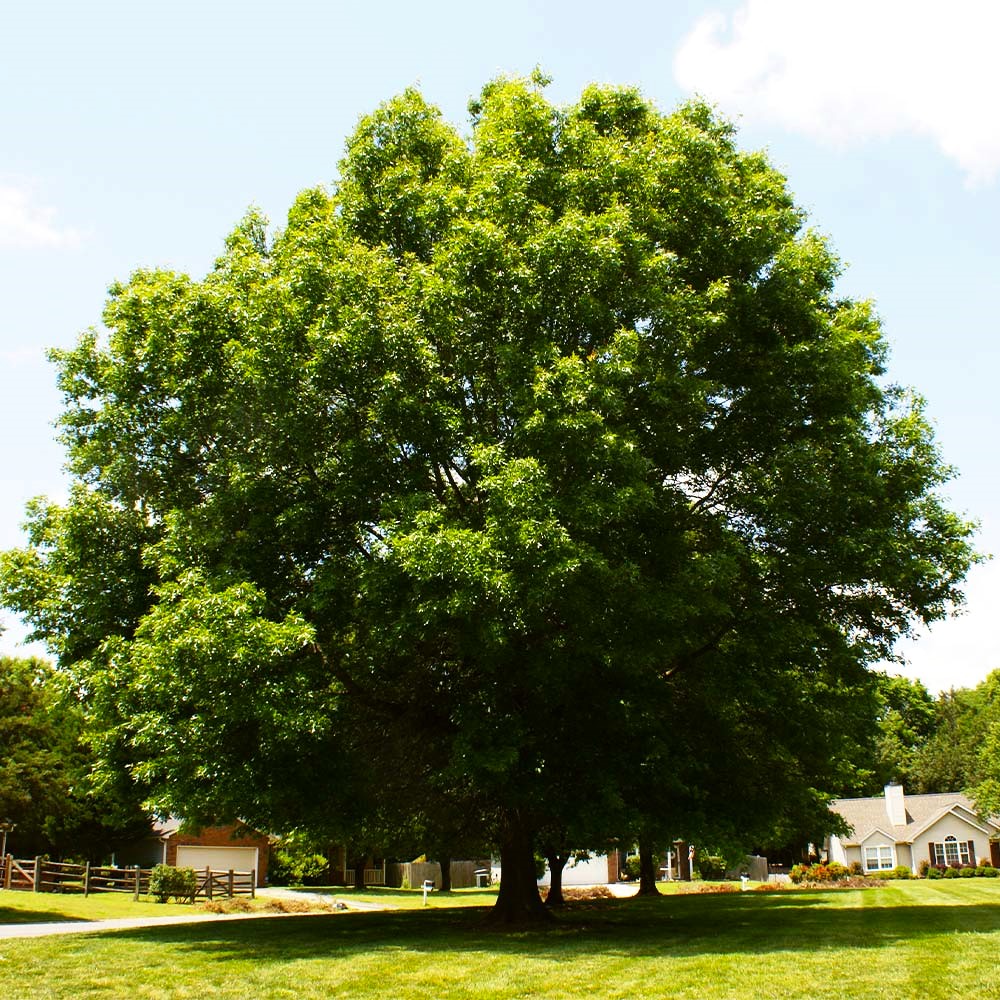 Pin Oak Growth Rate How to Plant a Pin Oak Tree