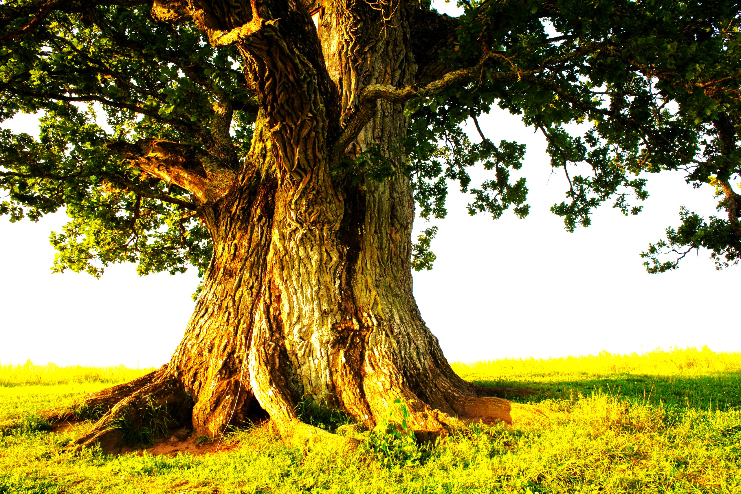 Planting Trees A Guide To Planting Trees In The Summer