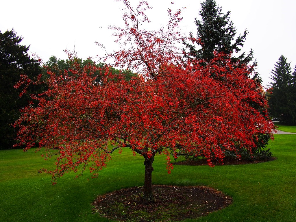 Ralph Shay Crabapple How to Care for a Ralph Shay Crabapple Tree