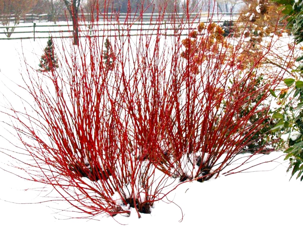Red Branch Cranberry Care How to Grow Red Branch Dogwood