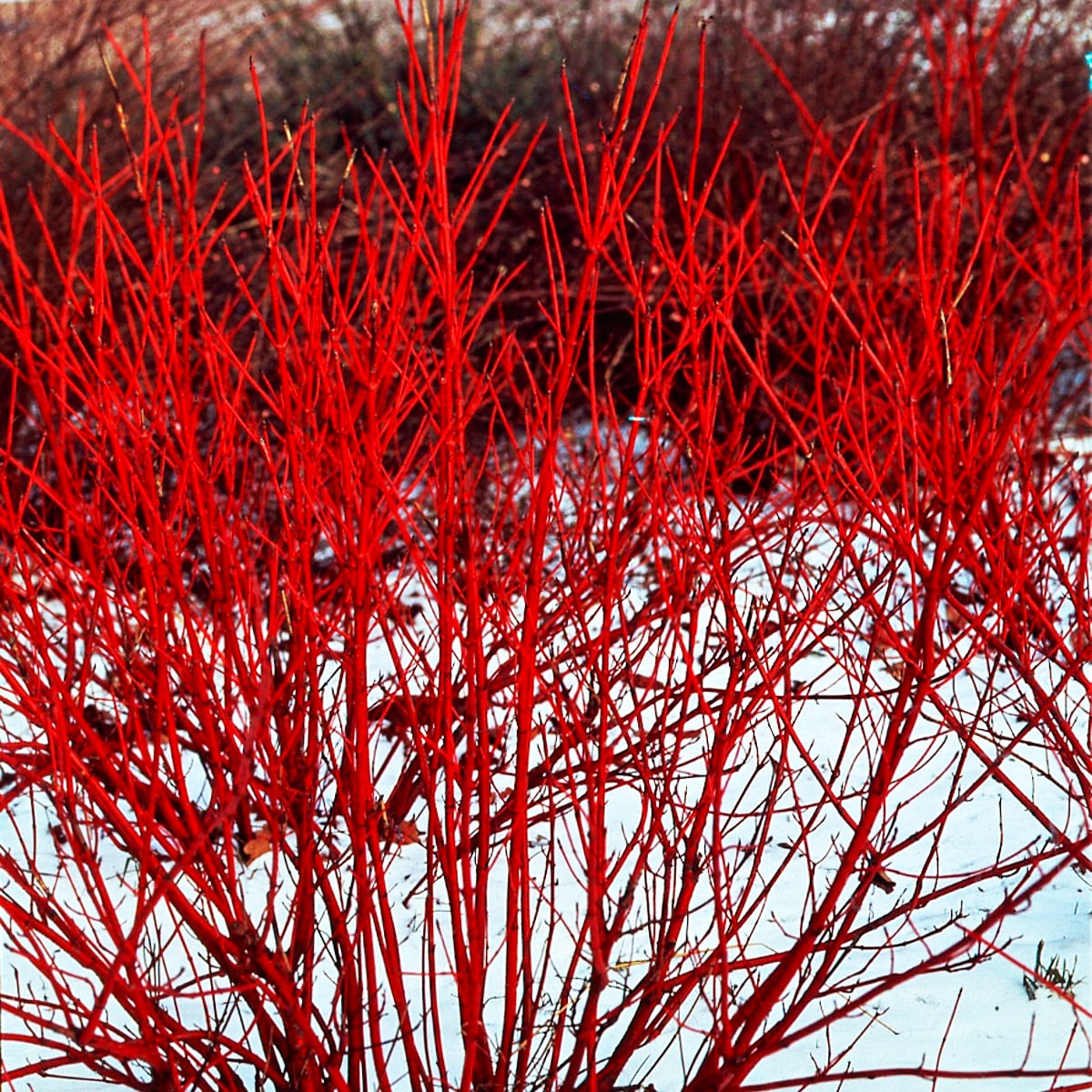 Red Branch Dogwood How to Perform Rejuvenation Pruning