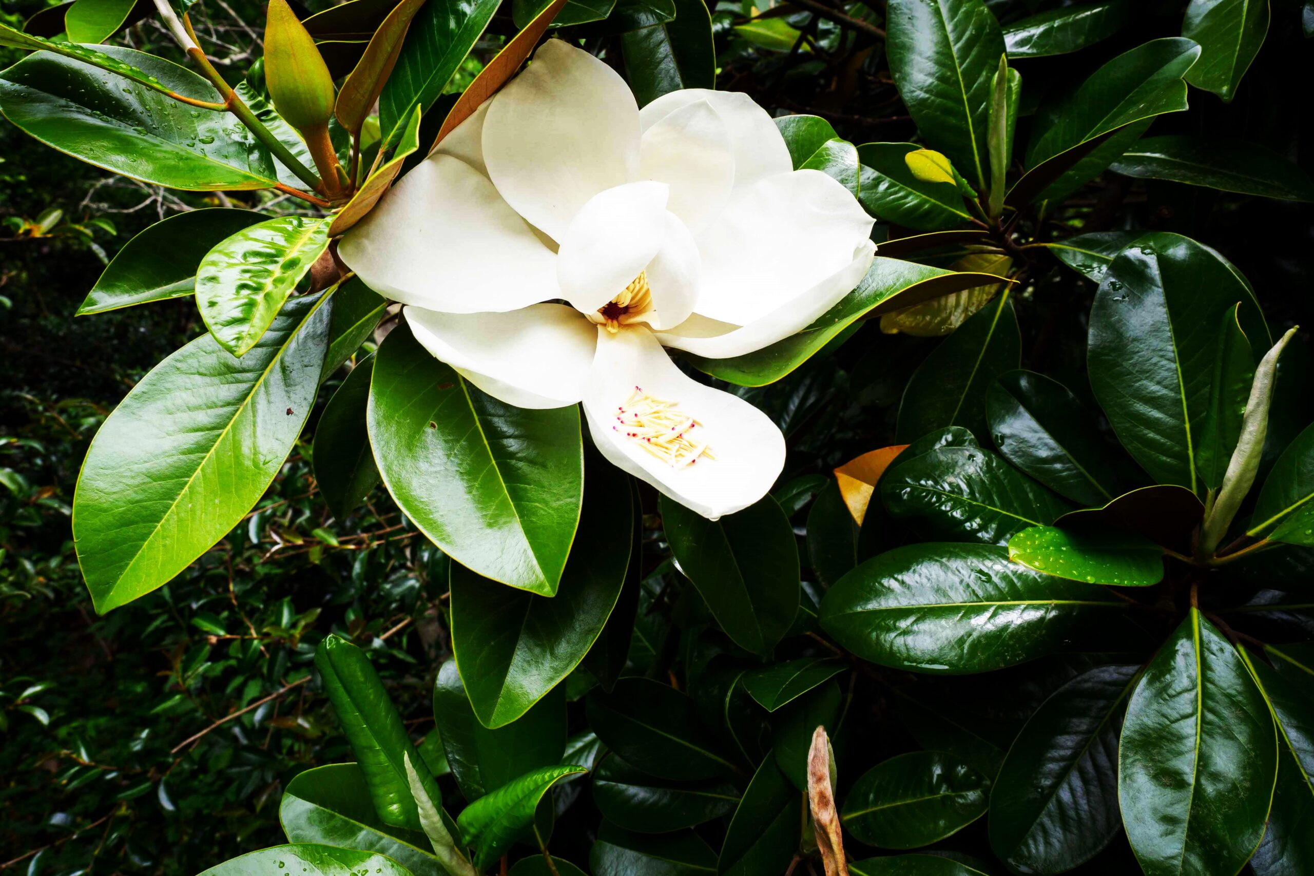 Southern Magnolia Facts Southern Magnolia Tree Care