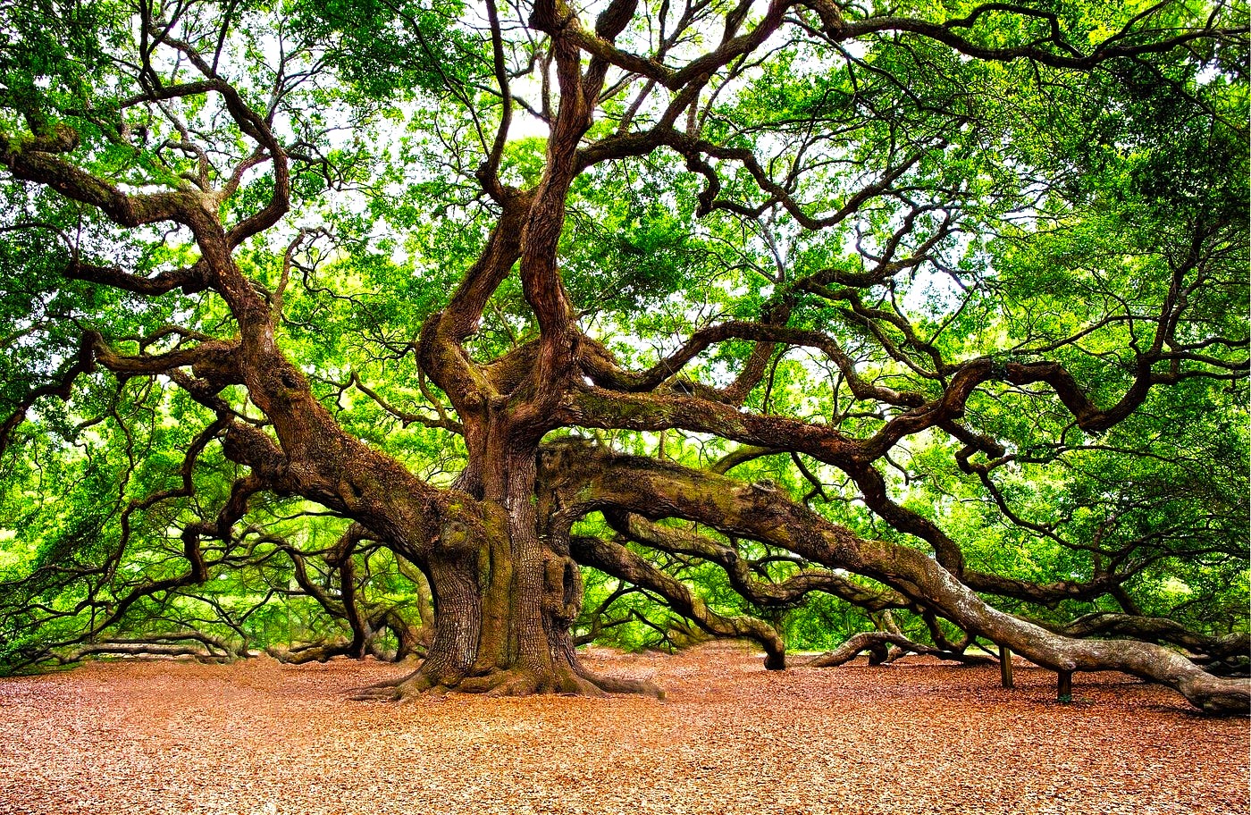 The Importance of Oak Trees