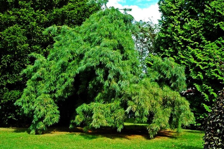 Twisted White Pine Trees: How to Grow Twisted White Pines Growing in ...