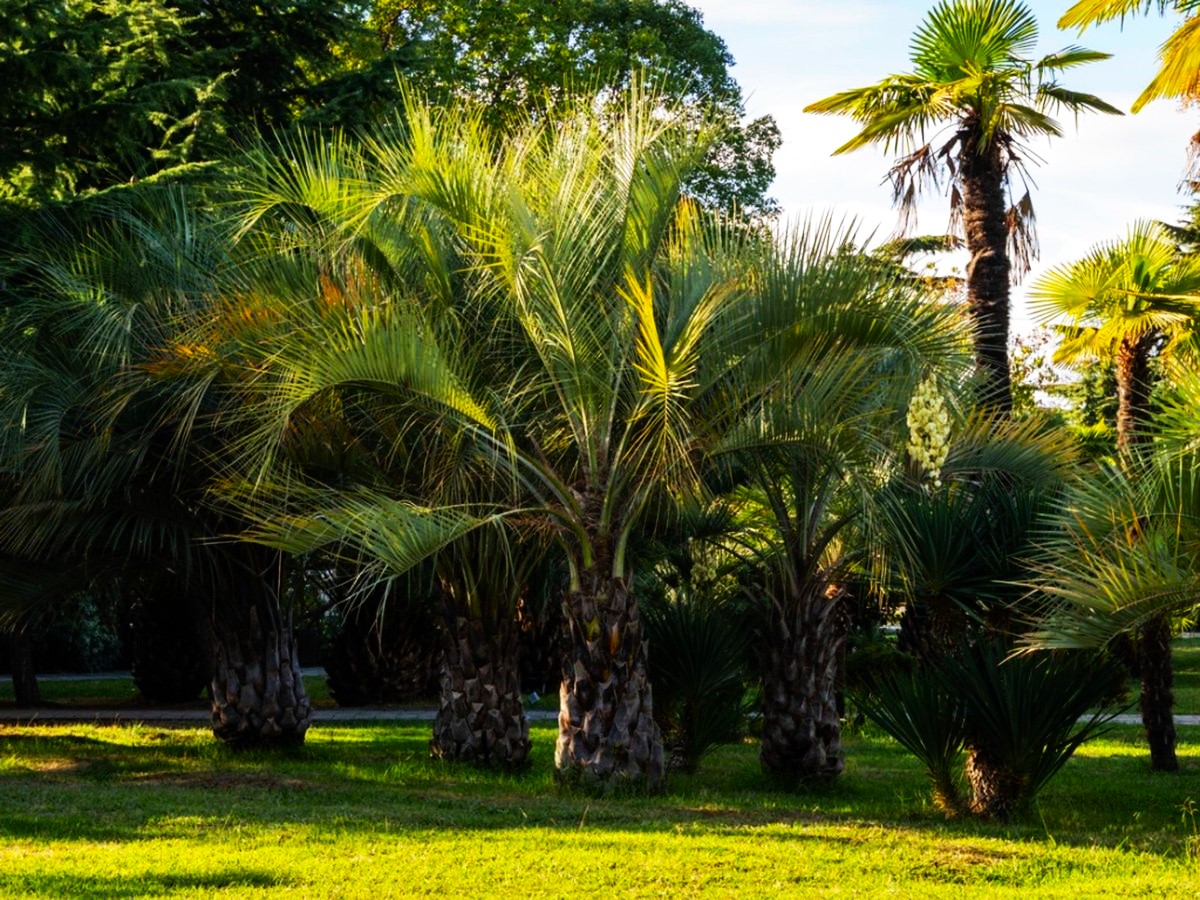 What Are Common Pindo Palm Pests How to Control Pests of Pindo Palm Trees