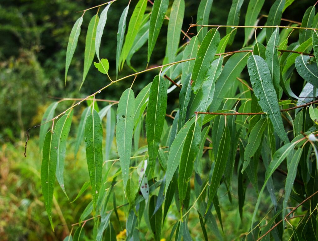 What is Peachleaf Willow Peachleaf Willow Facts and More