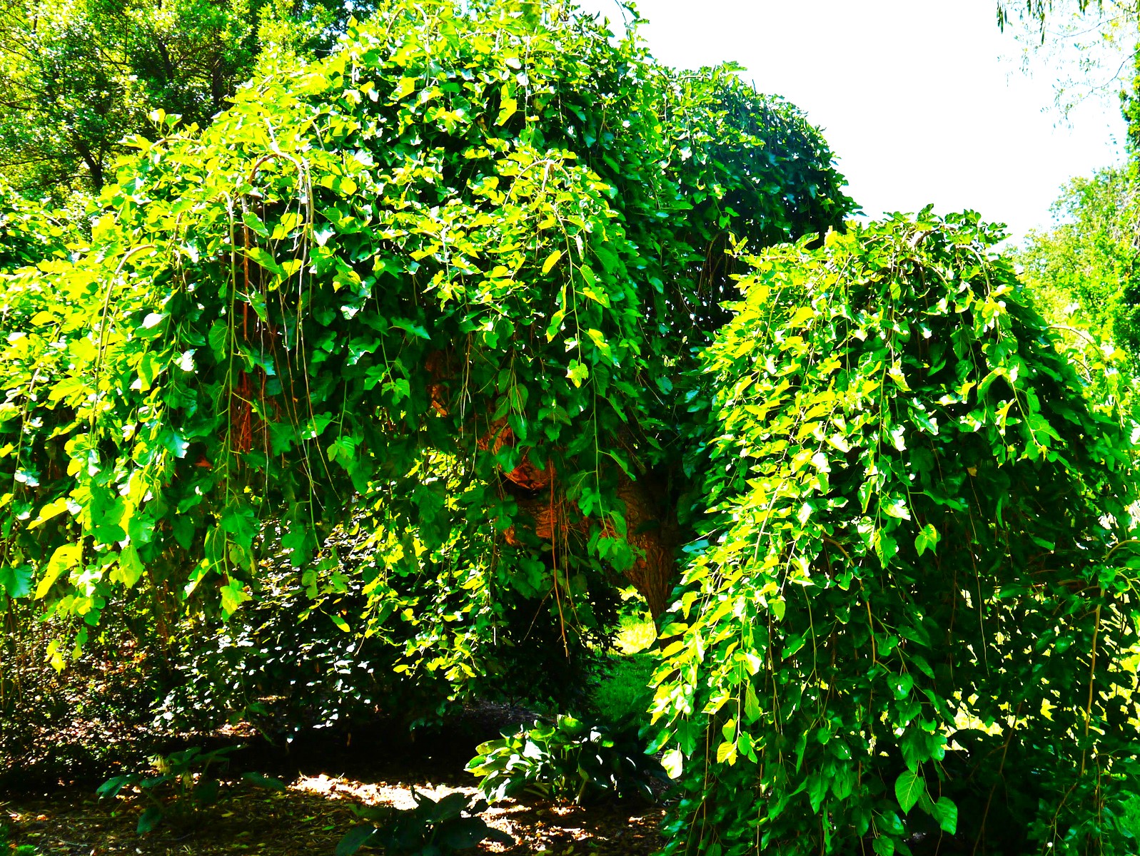 What is Weeping Mulberry How to Care for a Weeping Mulberry Tree