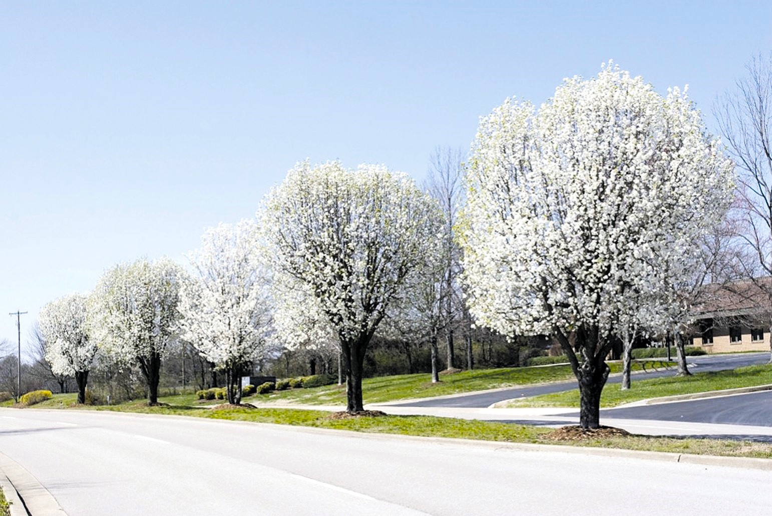 Why Bradford Pear Trees Were Banned