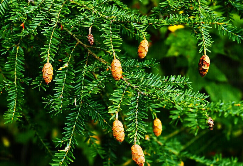 Canadian Hemlock Care and Planting A Canadian Hemlock Tree Where is the best place to plant Canadian hemlock and What are the best conditions for hemlock trees