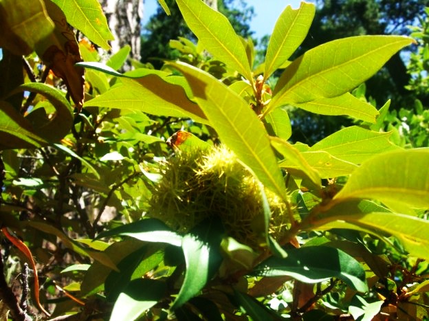 Caring for Chinquapins How to Raise a Golden Chinquapin