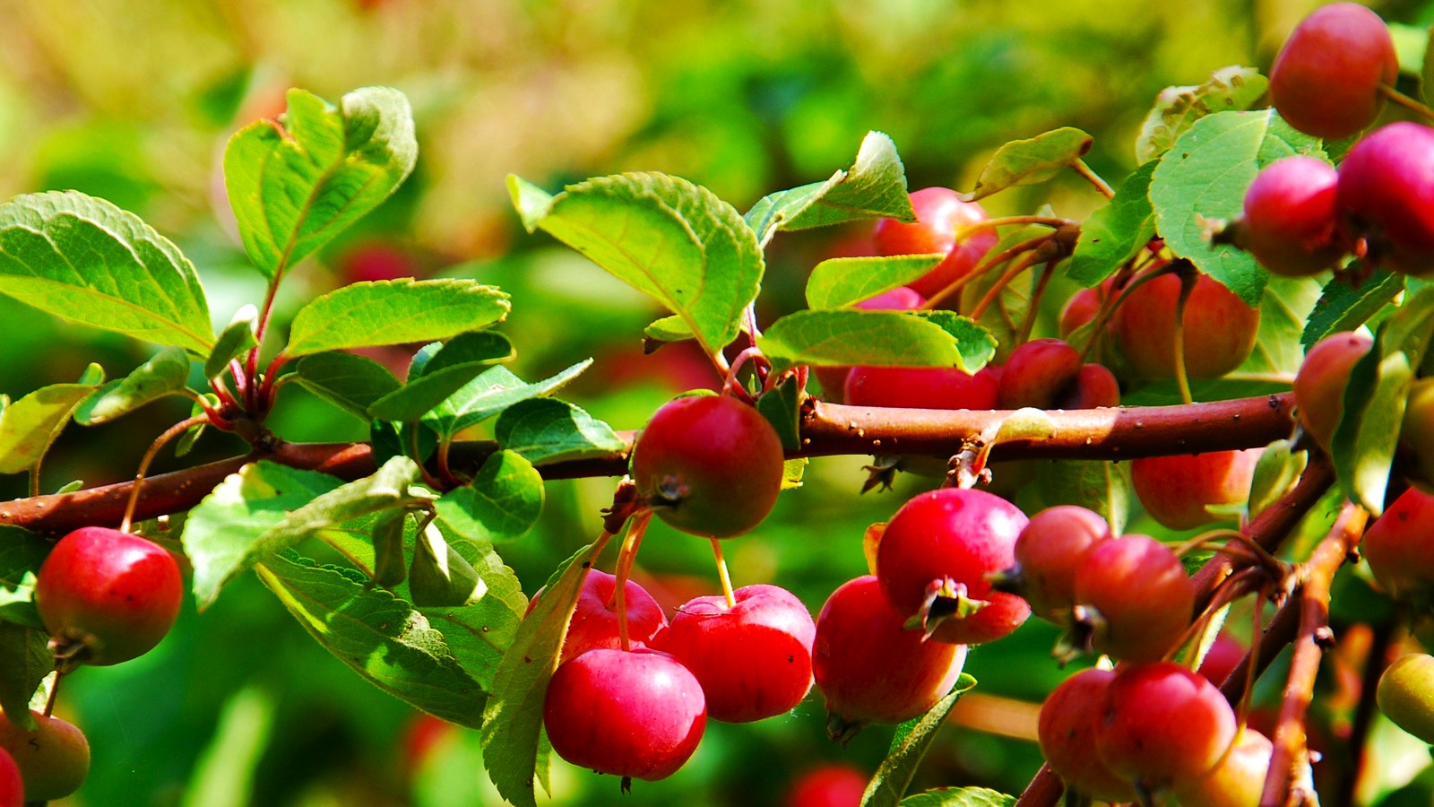Crabapple Trees A Guide to Common Crabapple Varieties