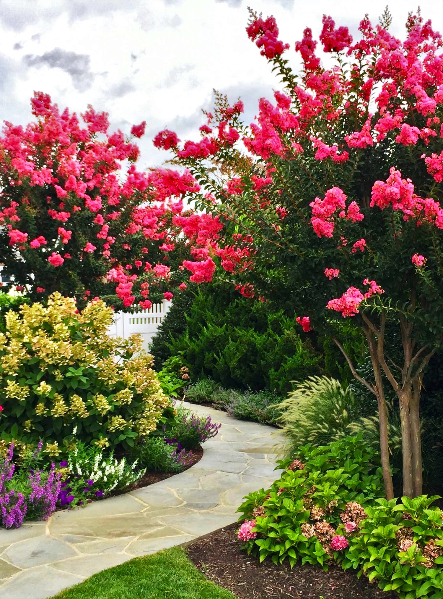Crape Myrtle Alternatives and a Good Replacement for Crape Myrtle Tree