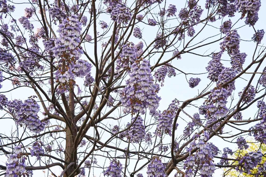 Empress Tree Pruning: How to Prune a Royal Paulownia Empress