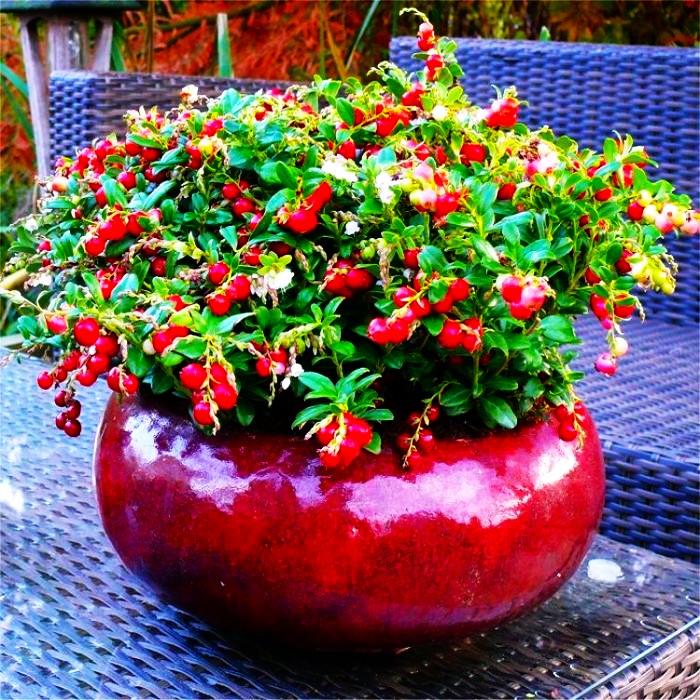 Growing Cranberries in Pots How to Care for Cranberries in Containers