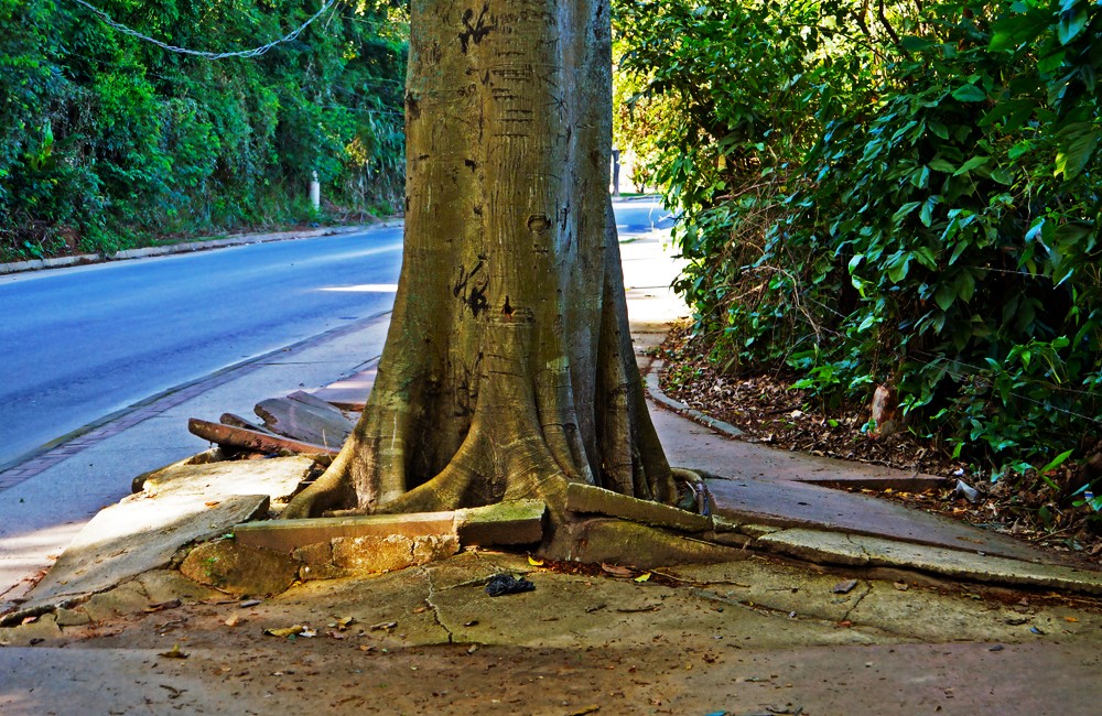 How to Problems With Concrete Over Tree Roots Tree Roots Covered In Concrete