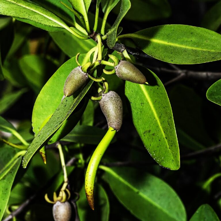 Mangrove Trees: How to Grow Mangroves from Seeds