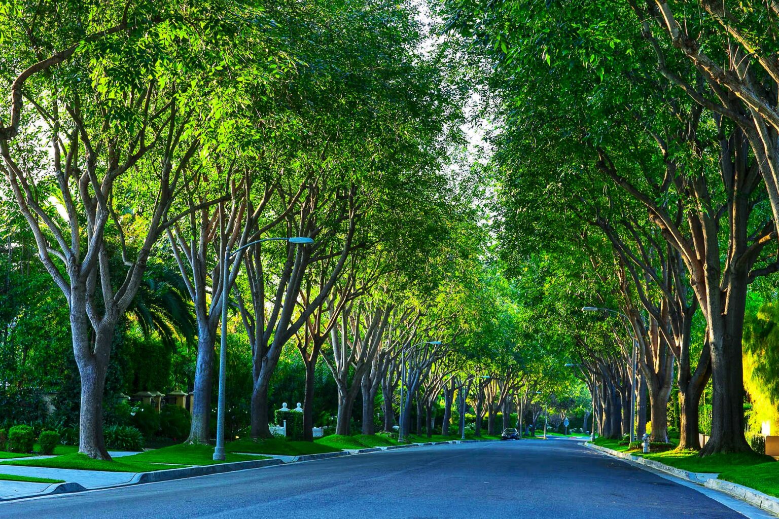 Planting Trees Around Sidewalks: Tips for Growing Trees Around Sidewalks