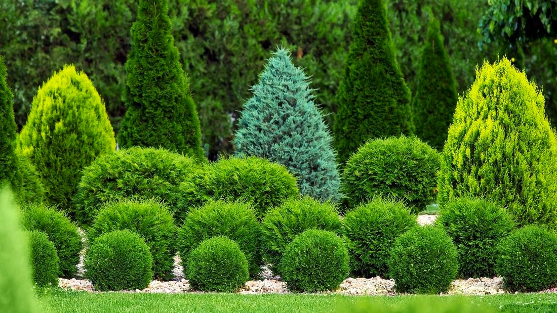 Small Conifers How to Care for Dwarf Conifers Growing in the Landscape