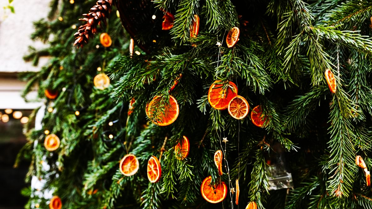 Unusual Christmas Trees What Are Growing Christmas Tree Alternatives