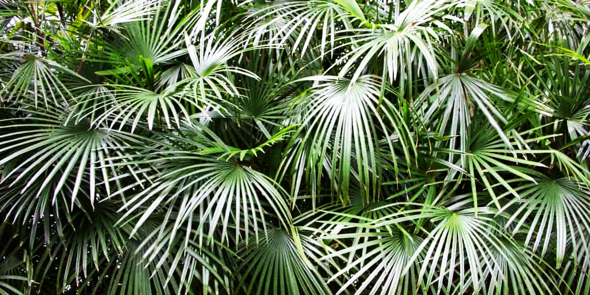 What is Needle Palm and Needle Palm Information How to Care for Needle Palm Trees