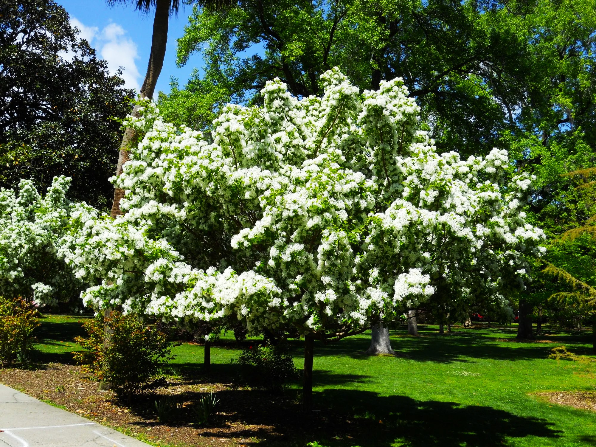 What is an Fringe Tree How to Care for Fringe Trees