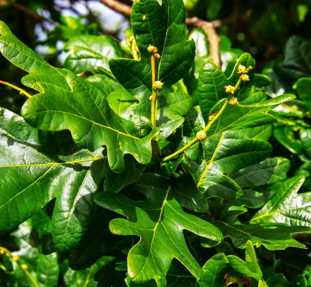 White Oak Tree: White Oak Tree Growing Conditions