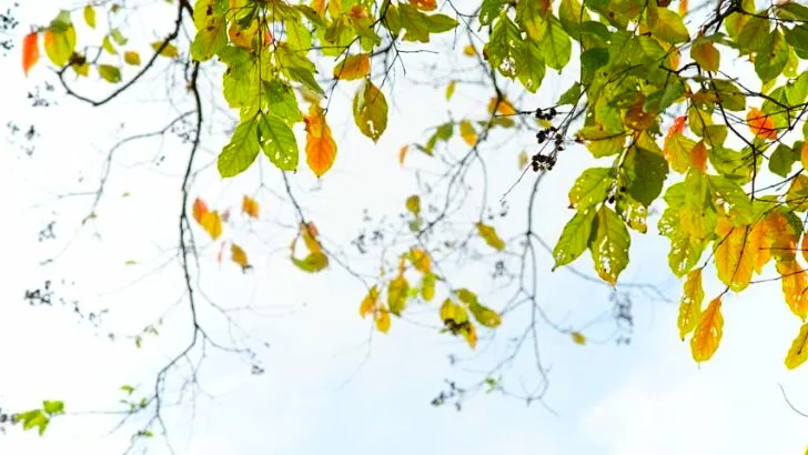 Yellowing Crepe Myrtle Leaves Why Do Crepe Myrtle Leaves Turn Yellow and What is the Solution