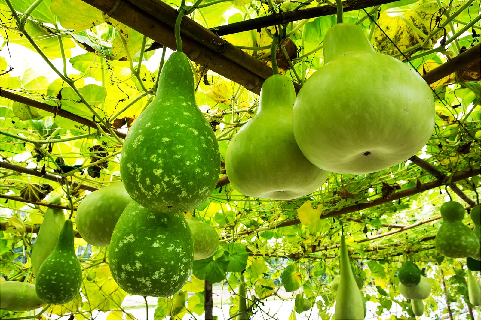 Calabash Tree, How To Grow A Calabash Tree How Tall Does Calabash Grow And Where Can You Grow Calabash