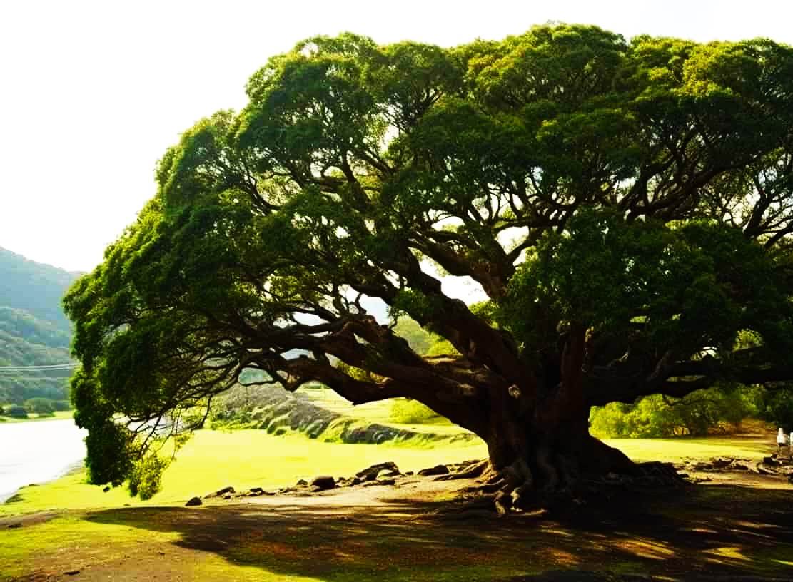 Camphor Tree Growing What İs Camphor Wood Used For