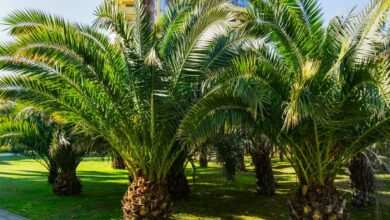 Canary Palm Tree Growing How do You Take Care Of A Canarian Palm Tree And What İs The Best Fertilizer For Canary Island Date Palms