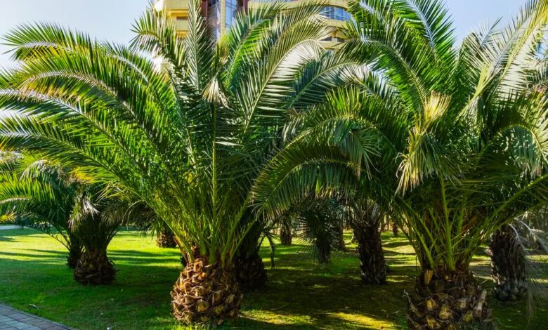 Canary Palm Tree Growing How do You Take Care Of A Canarian Palm Tree And What İs The Best Fertilizer For Canary Island Date Palms