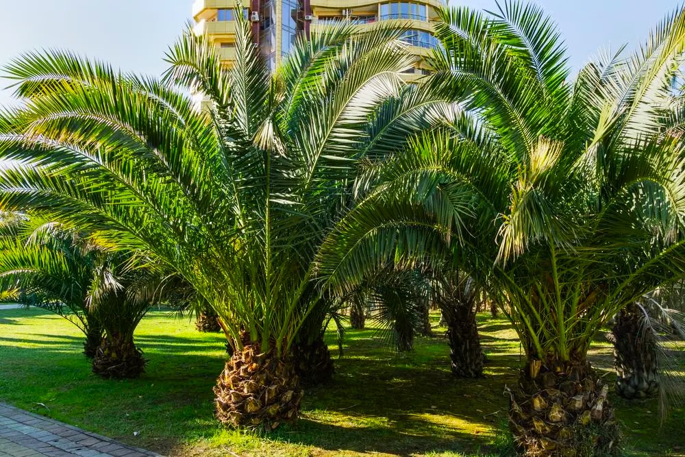 Canary Palm Tree Growing How do You Take Care Of A Canarian Palm Tree And What İs The Best Fertilizer For Canary Island Date Palms